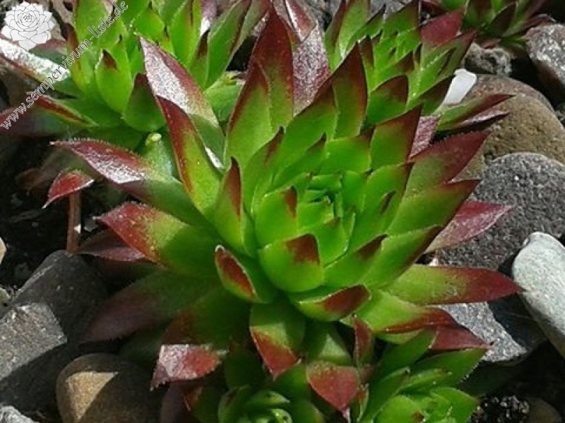 Jöni Niederstraßer