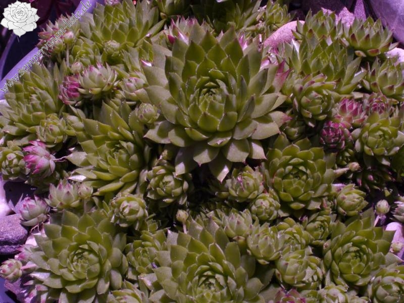 Jöni Niederstraßer