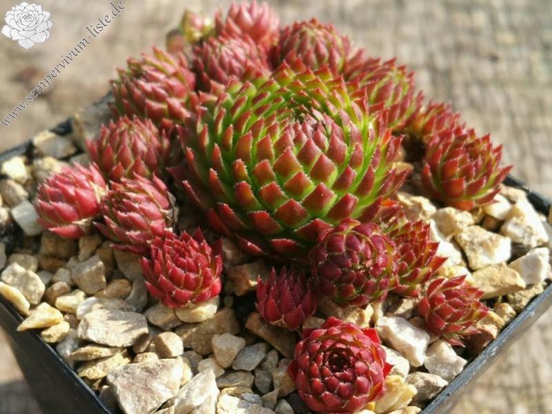 Jöni Niederstraßer