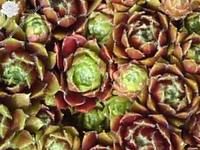 Mai Fleuri