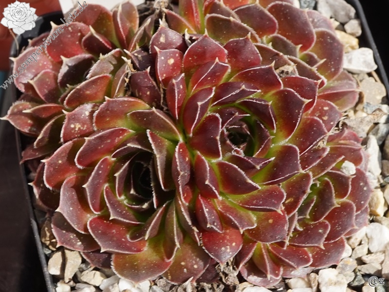 Zarilla / Jovi
