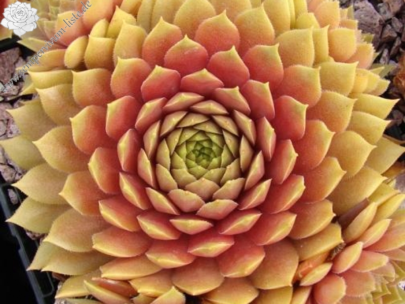 Firgrove Pink Grapefruit