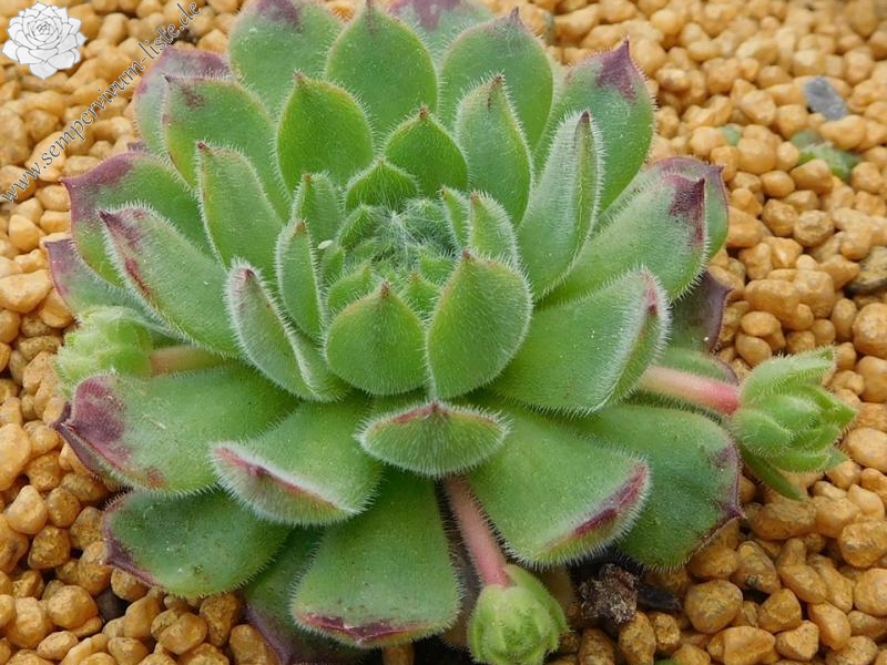 Martina