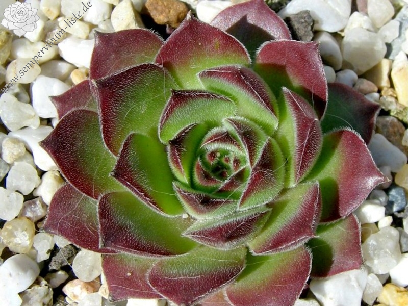 Zarella