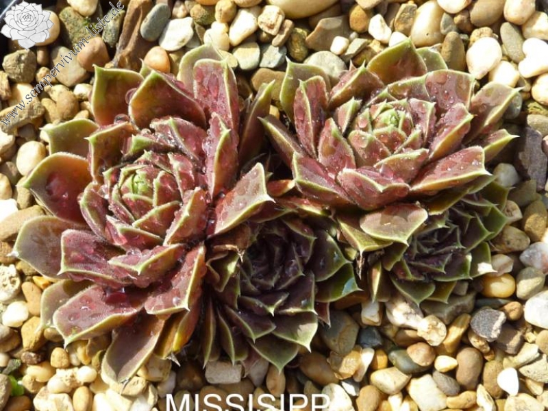 Missisippi / Jovi