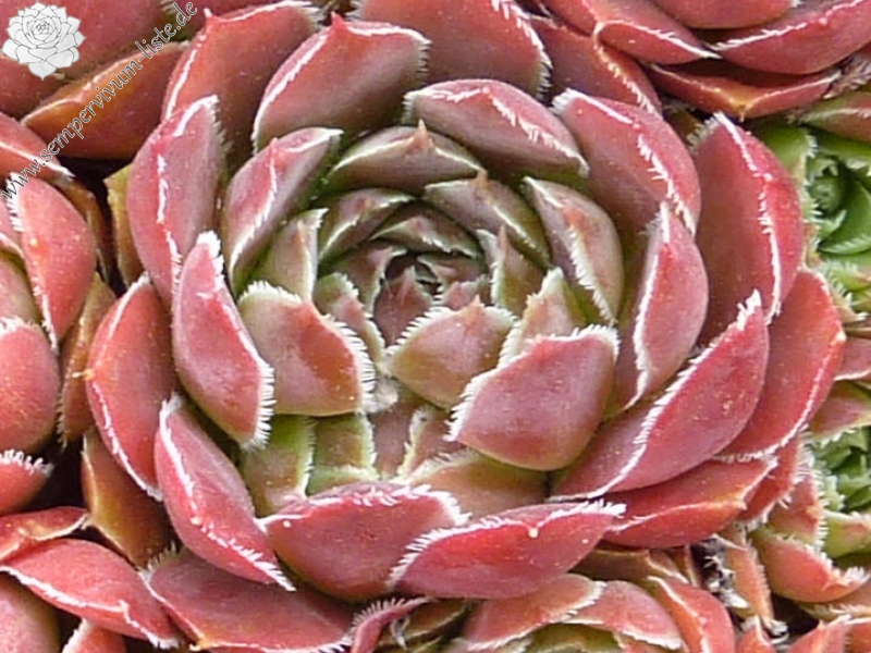 Mausolus / Jovi