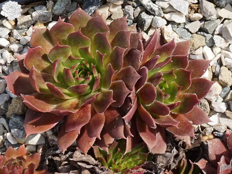Feueropal