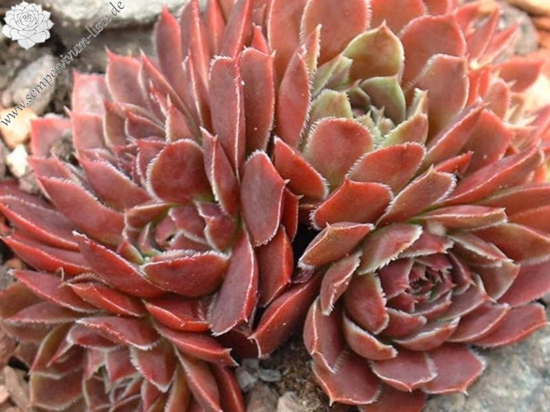 Mausolus / Jovi