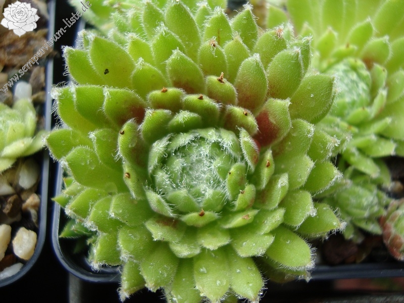 Jubilee