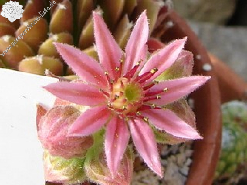Jubilee