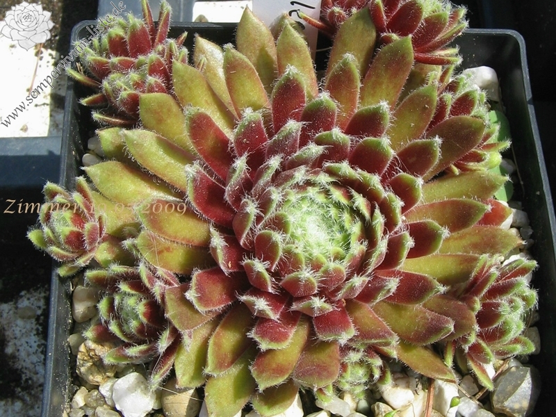Jubilee