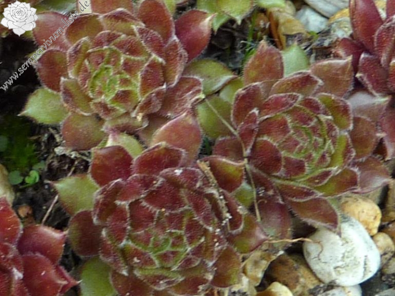 Zap Mama