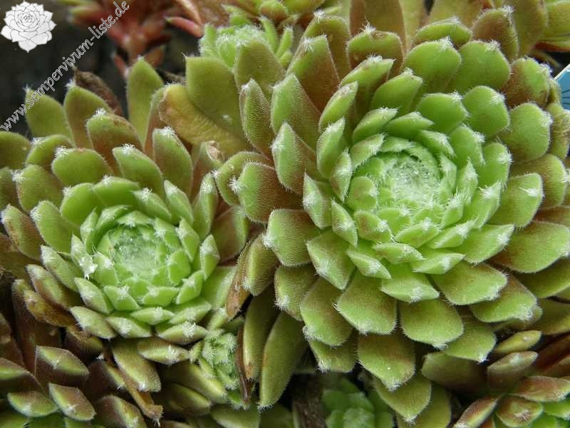 Jubilee