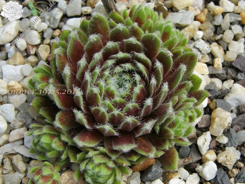 Jubilee