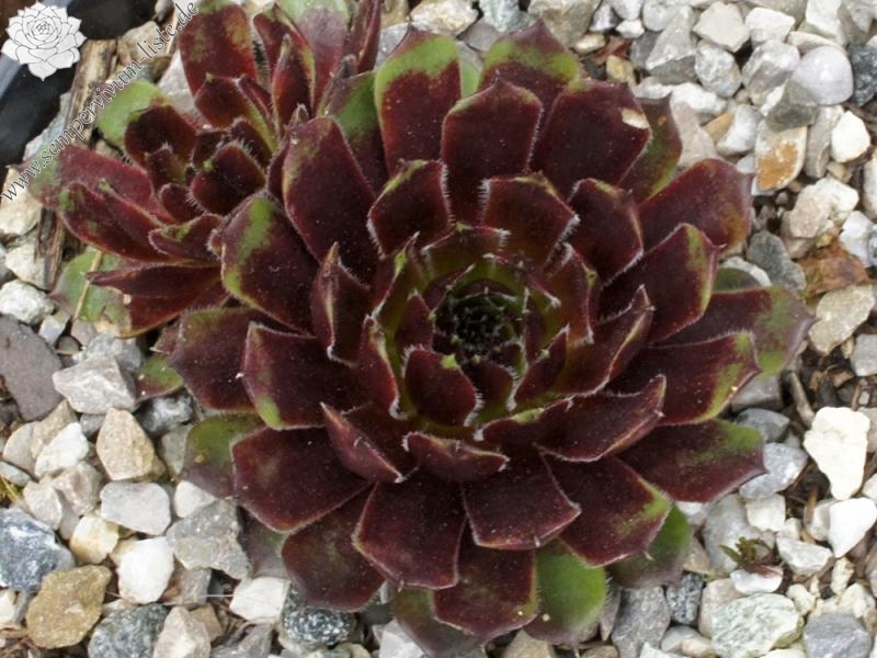 Galiena