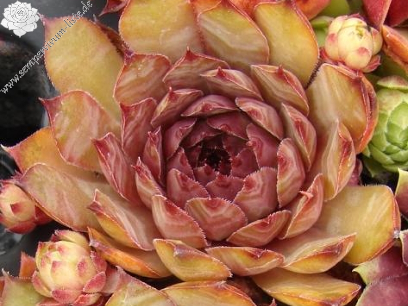 Firgrove Early Riser