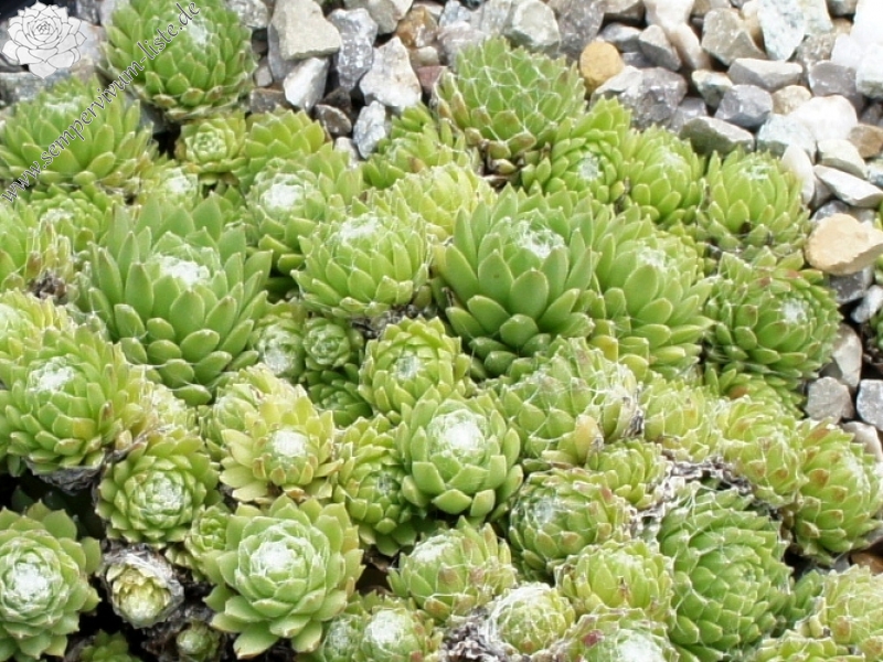 Manuro