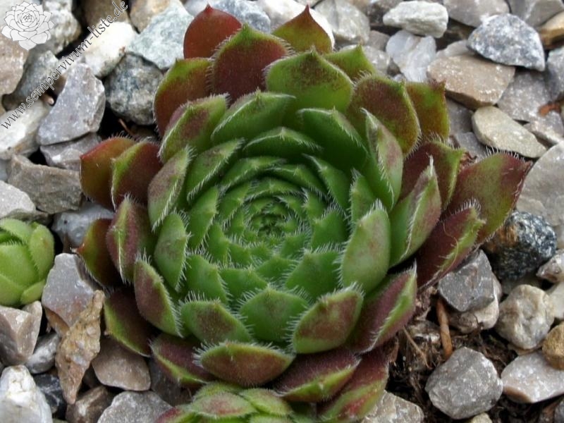 Galiena