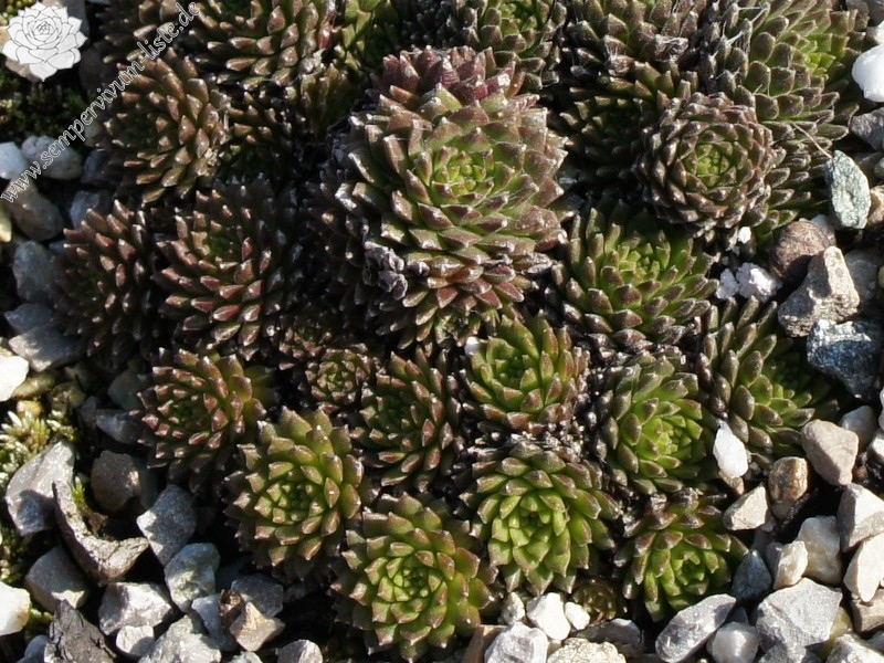 Manuro