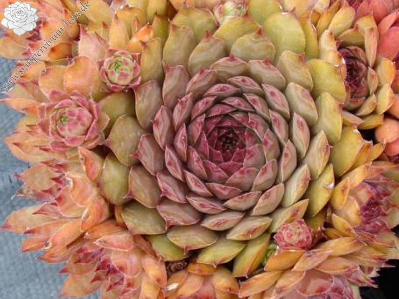 Firgrove Early Riser