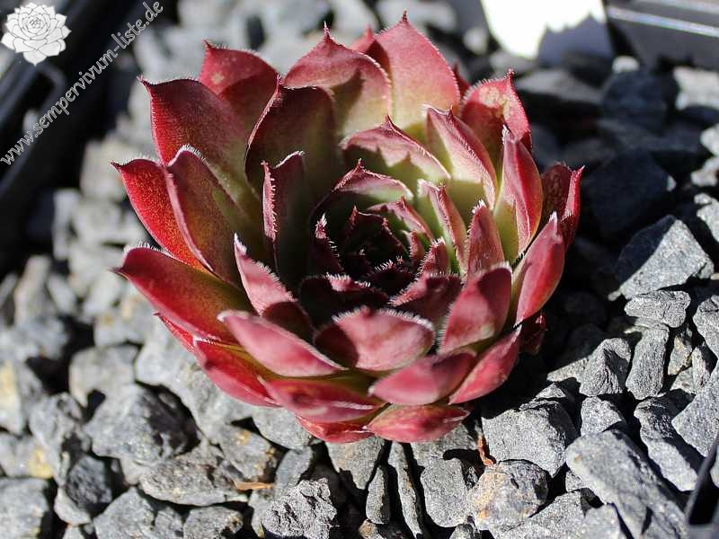 Mauna Loa