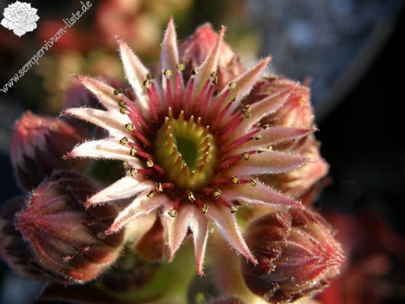 Mauna Loa