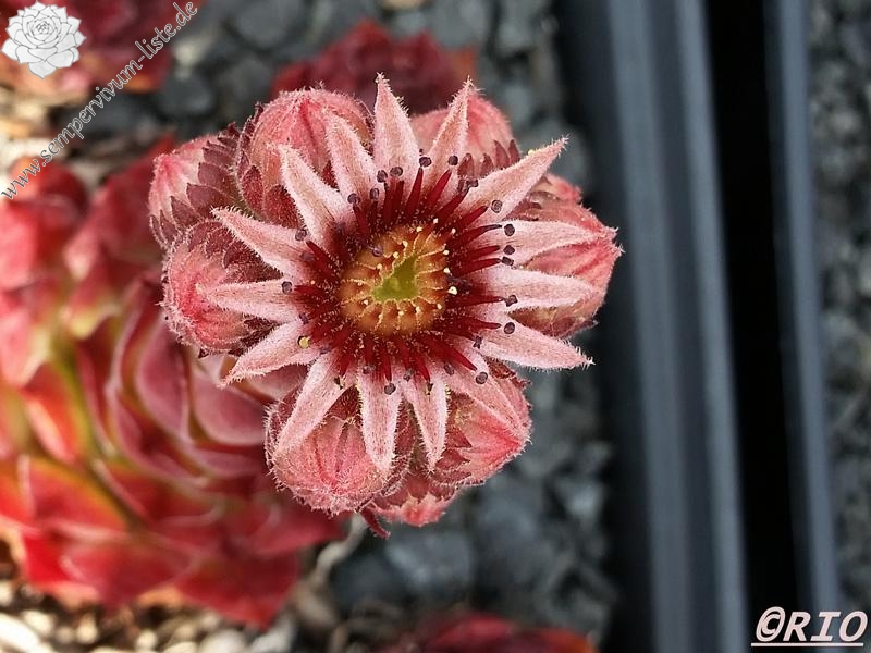 Mauna Loa