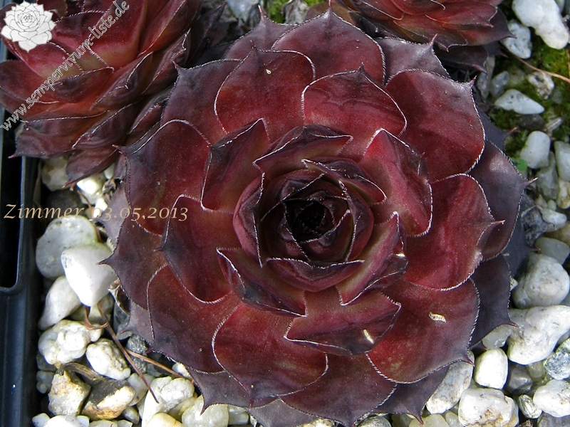 Mauna Loa