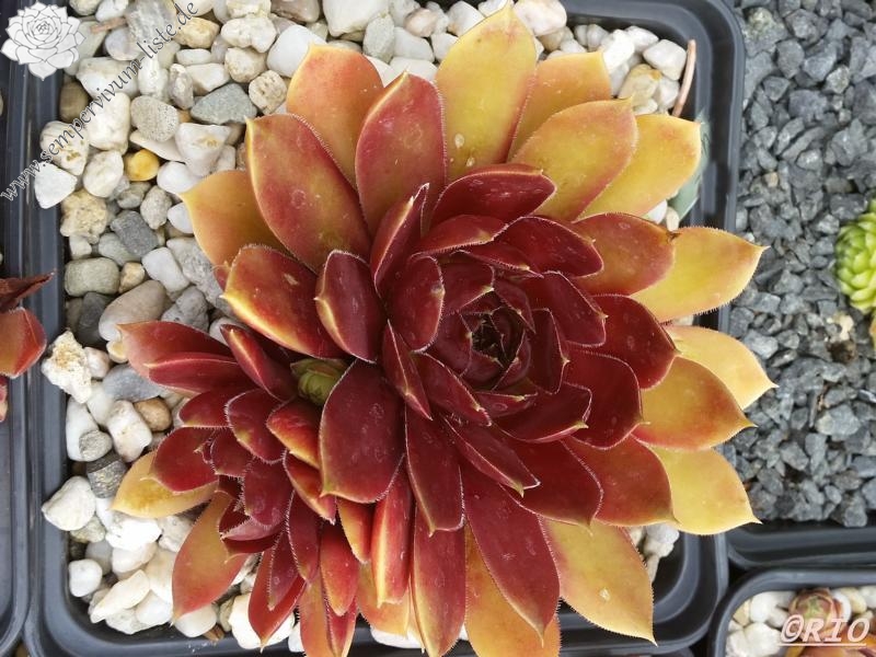 Junimond