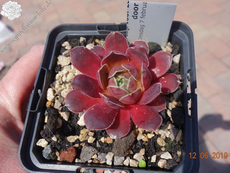 Monte-S-Angelo / Jovi