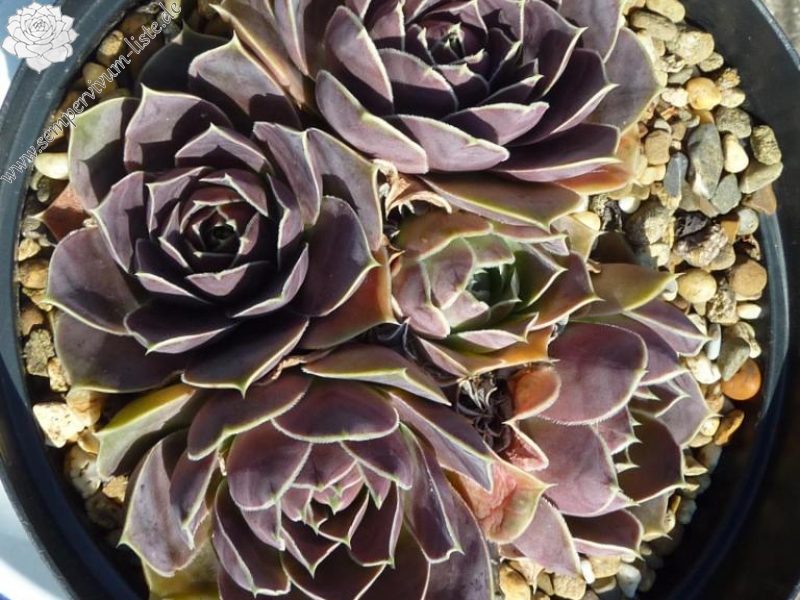 Cornelis Versteeg / Jovi