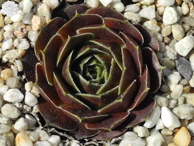 Cornelis Versteeg / Jovi