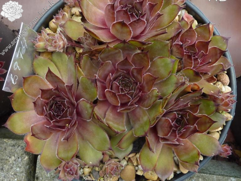 Fleurelle