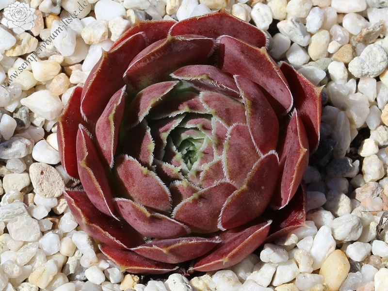 Cornelis Versteeg / Jovi