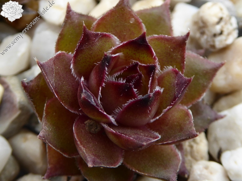 Fleurelle