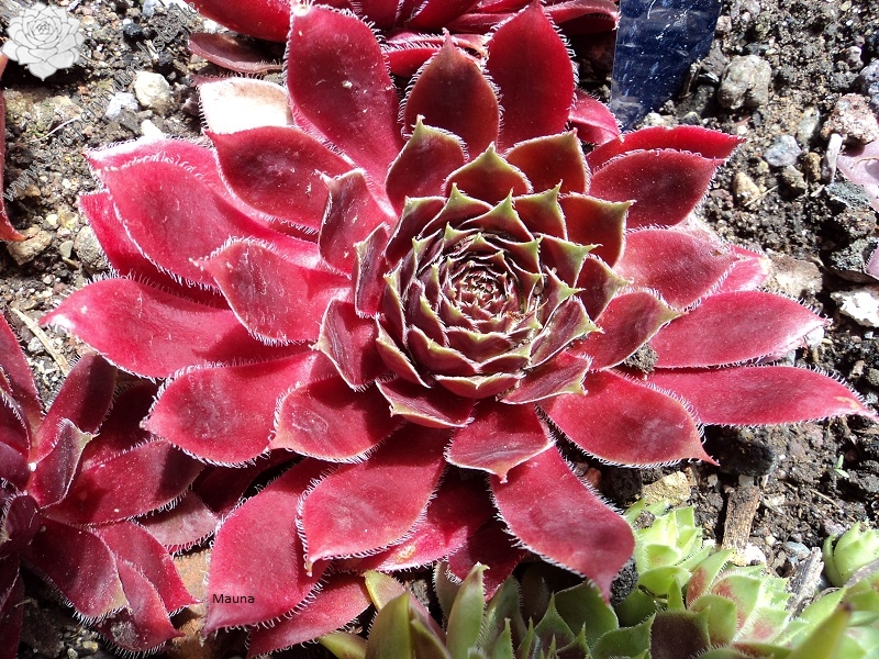 Mauna