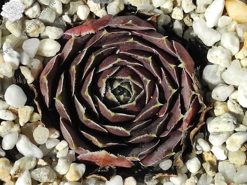 Cornelis Versteeg / Jovi