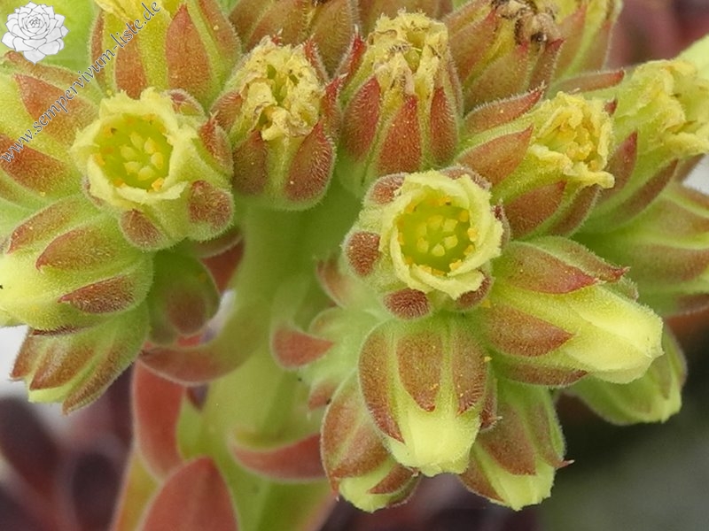 Cornelis Versteeg / Jovi