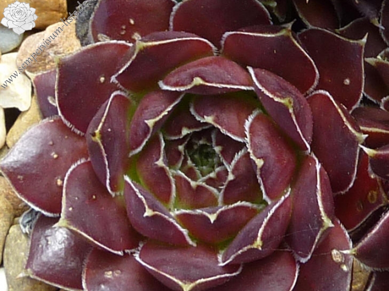 Jalda / Jovi