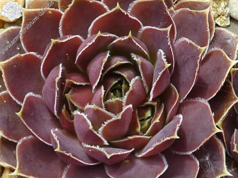 Zahara / Jovi