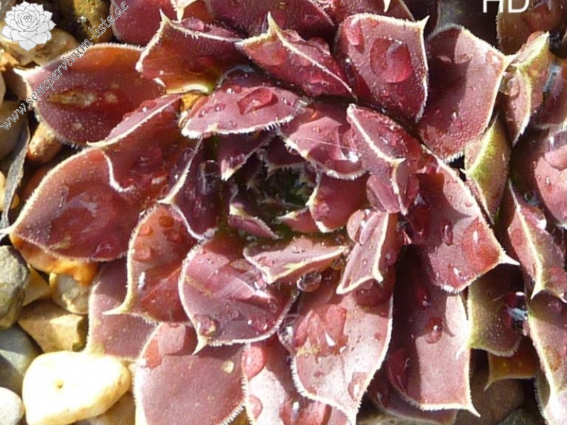 Ivana / Jovi