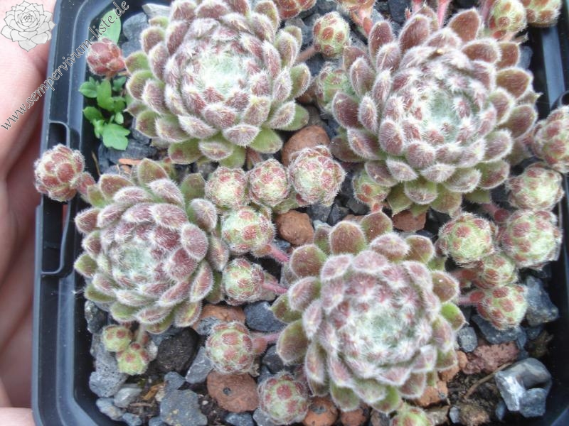 Middle Hybrid