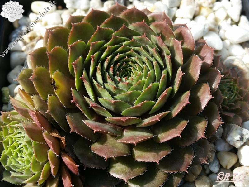 Medallion