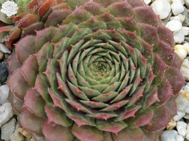Medallion