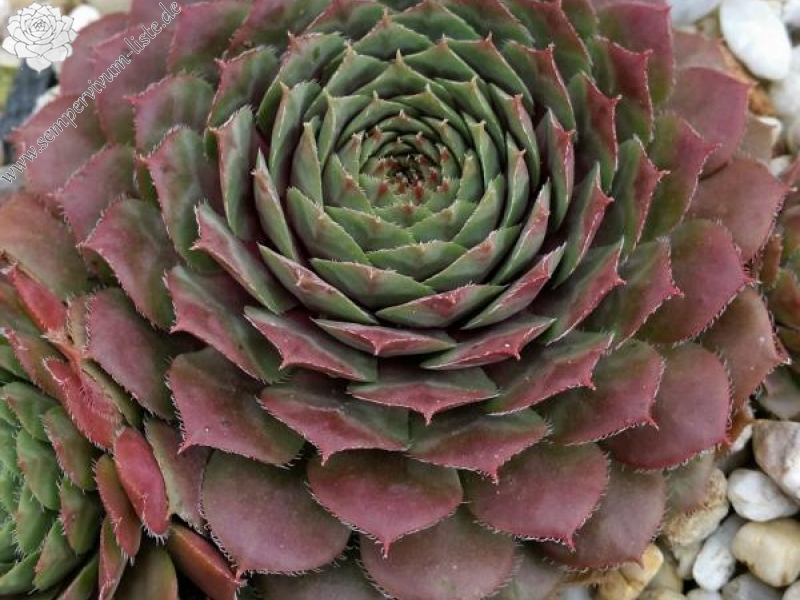 Medallion