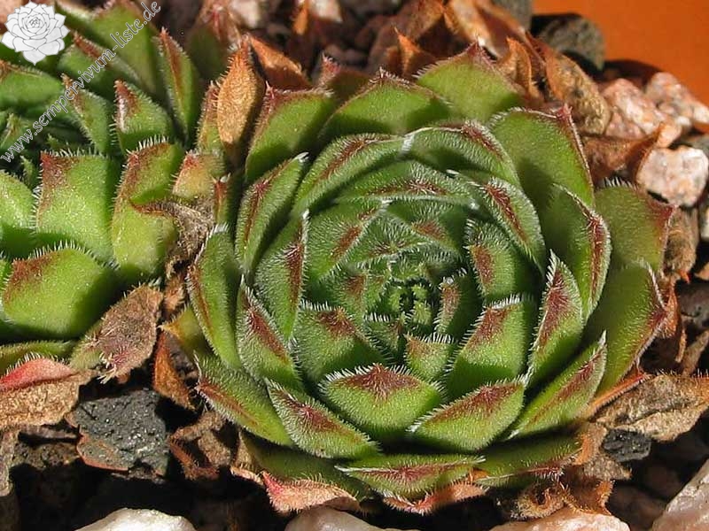 Fränzi