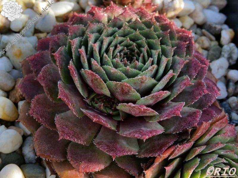 Medallion