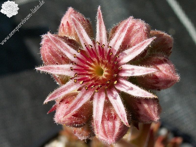 Maubi