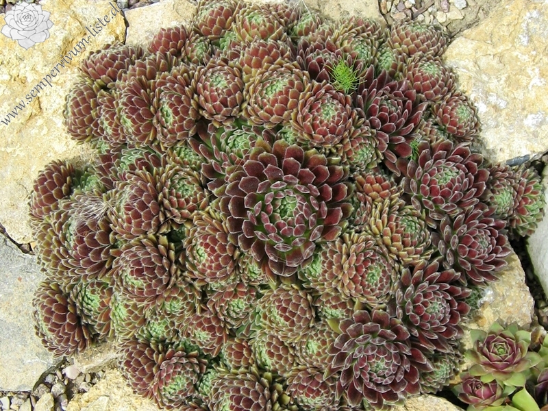 Crimson Velvet