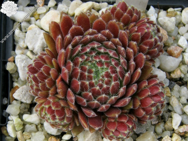 Crimson Velvet